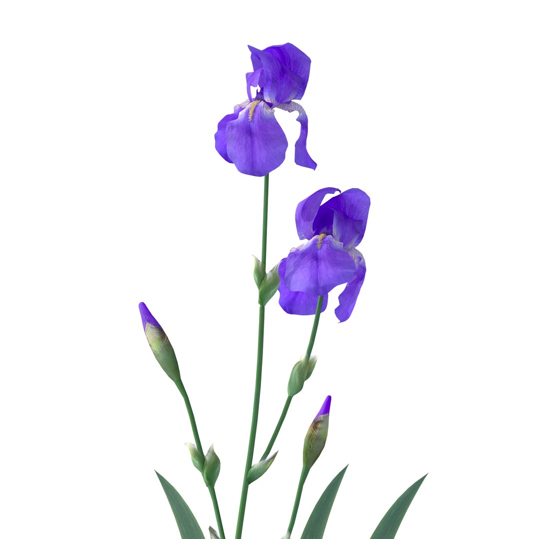 iris plant flower model https://p.turbosquid.com/ts-thumb/19/zTR5nN/n9/5macro/jpg/1608567729/1920x1080/fit_q87/4ca458516d40d68d133076a1fc40c406ad45f27f/5macro.jpg