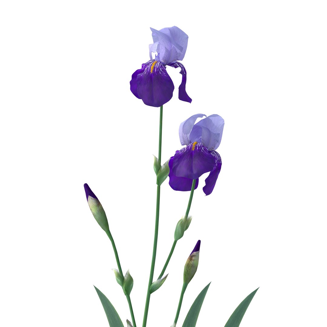 iris plant flower model https://p.turbosquid.com/ts-thumb/19/zTR5nN/qY/3macro/jpg/1608567724/1920x1080/fit_q87/4865faa63dd558aadc60f8cded94a708b03d5423/3macro.jpg