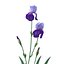 Iris 7 couleurs