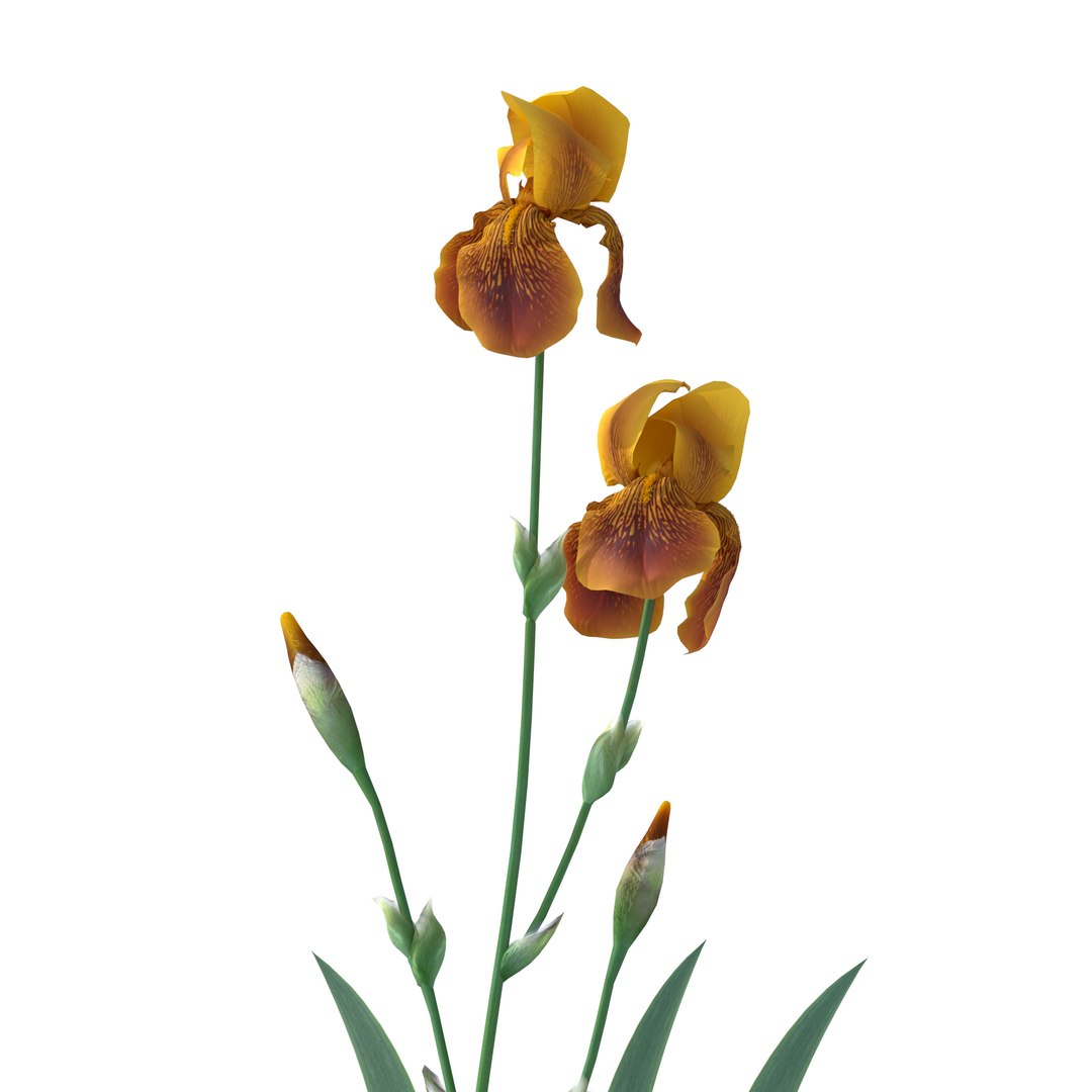 iris plant flower model https://p.turbosquid.com/ts-thumb/19/zTR5nN/wr/4macro/jpg/1608567728/1920x1080/fit_q87/ccff6c786f9182d80ec230299cfd7a7bf5ec68e9/4macro.jpg