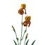 Iris 7 couleurs