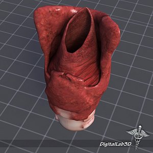 Throat Larynx