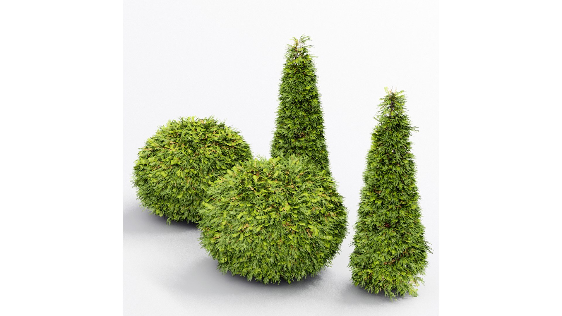 Evergreen Shrubs - Golden Globe Dwarf Thuja Tree 3D Model - TurboSquid ...