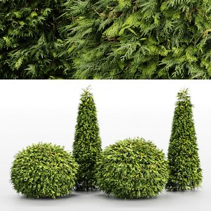 Evergreen Shrubs - Golden Globe Dwarf Thuja tree 3D model