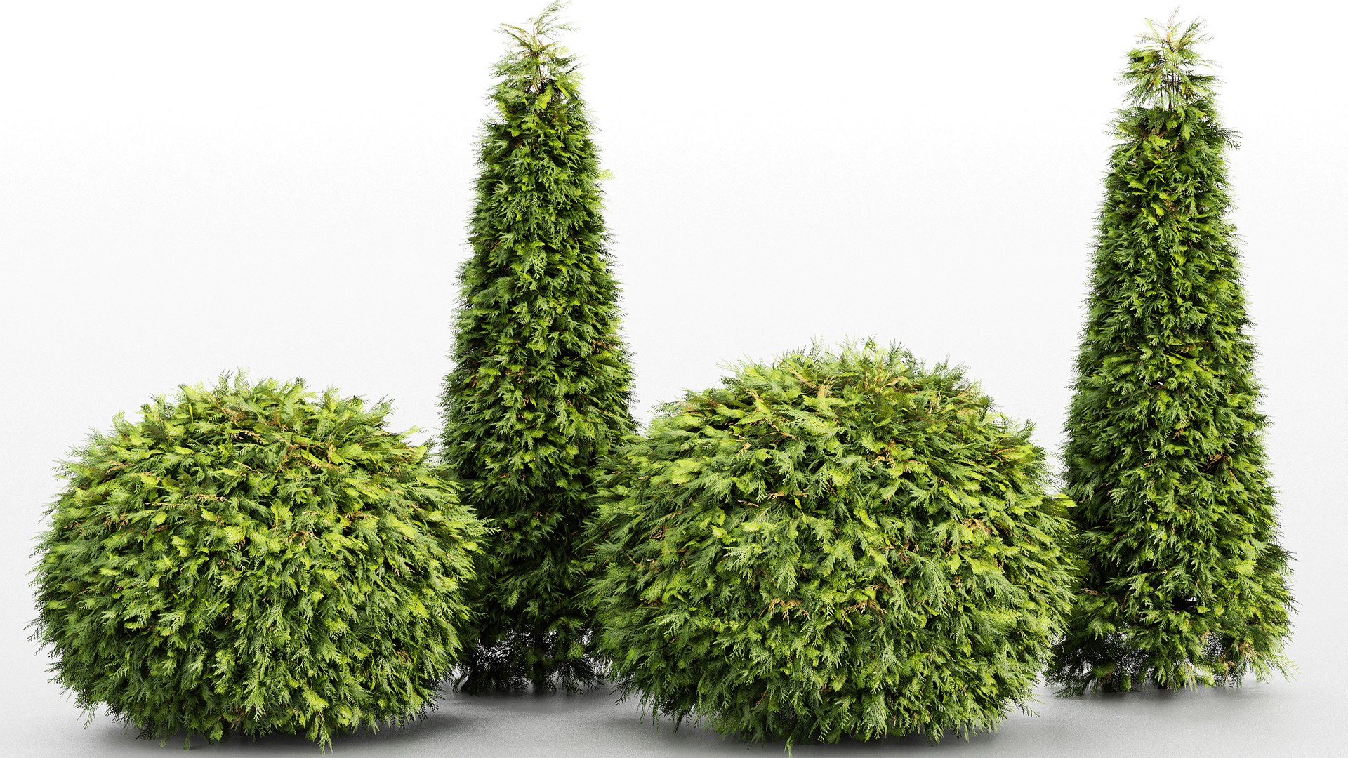 Evergreen Shrubs - Golden Globe Dwarf Thuja Tree 3D Model - TurboSquid ...