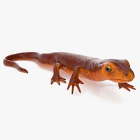 Sierra Newt Crawling Pose