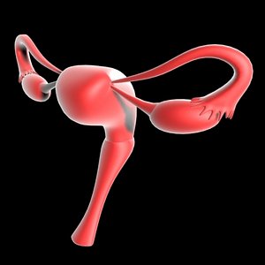 uterus