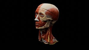 Highly Detailed Real Face Anatomy3D Model Realistic  Fully Textured 3D model