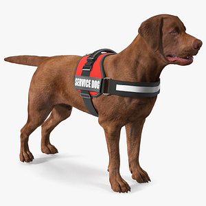 Service Dog with Harness Fur 3D model