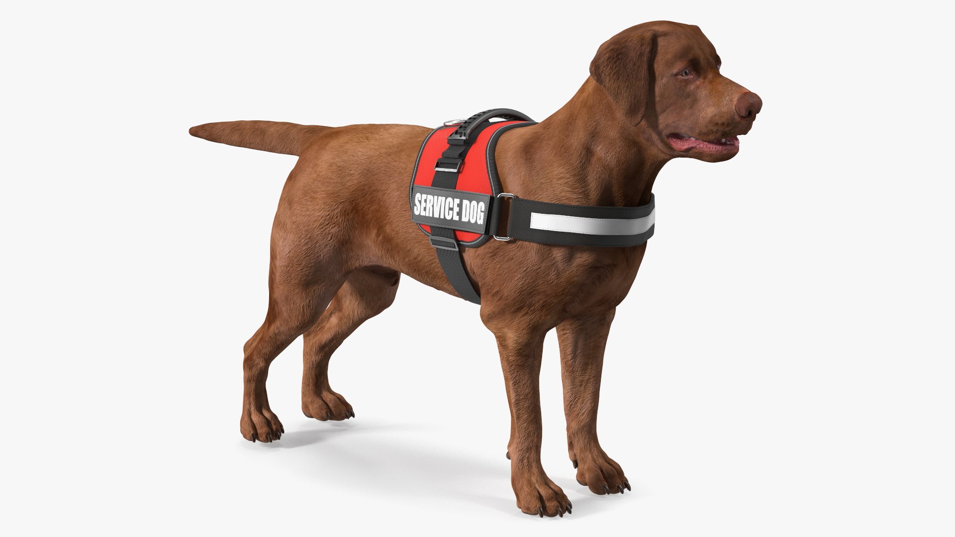 Service Dog with Harness Fur 3D model preview