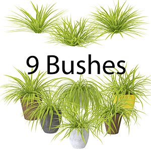 3D chlorophytum pack bush