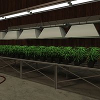 Marijuana Barn