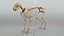 Cat Skeleton 3D