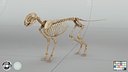 Cat Skeleton