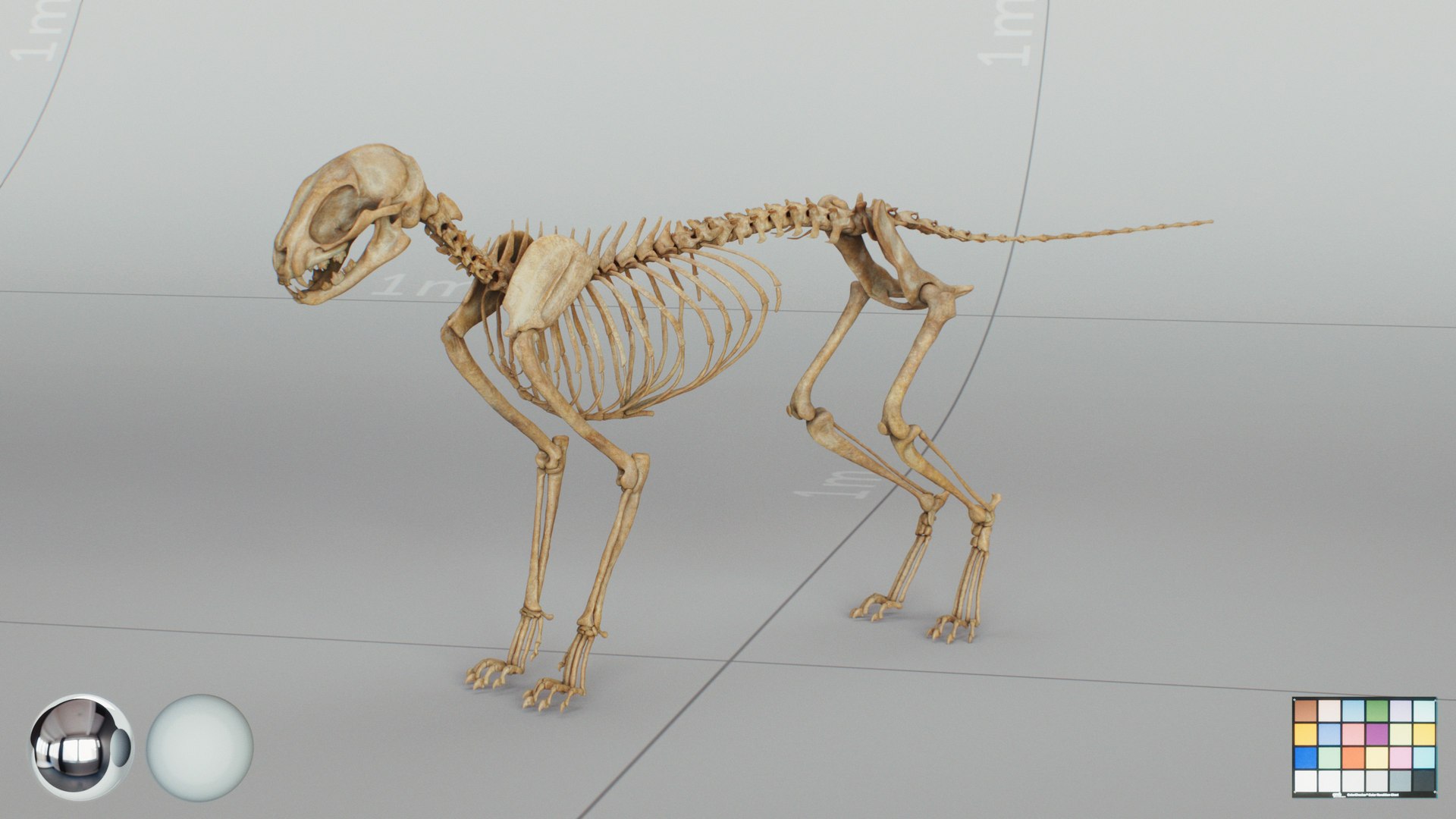 3D Animal Skeletons https://p.turbosquid.com/ts-thumb/1A/SfdMFp/AX/cat_skeleton_main/jpg/1790445908/1920x1080/fit_q87/8253c1e317e7f250a9b5c388e62e6e4bb06a5762/cat_skeleton_main.jpg