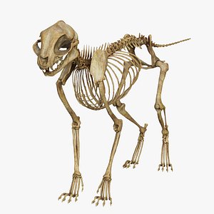 Cat Skeleton