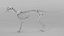 Cat Skeleton 3D
