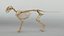 Cat Skeleton 3D