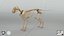 Cat Skeleton 3D