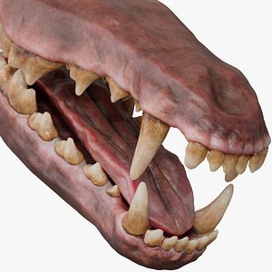 Wolf Dog Mouth