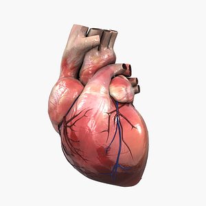 3D human heart medical animation