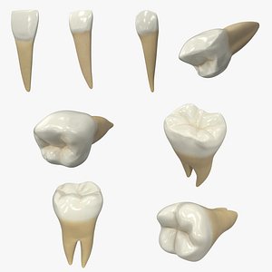 Human Lower Teeths Collection