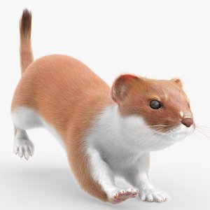 Stoat Mammal Wildlife Running Animated Fur Rigged For Blender