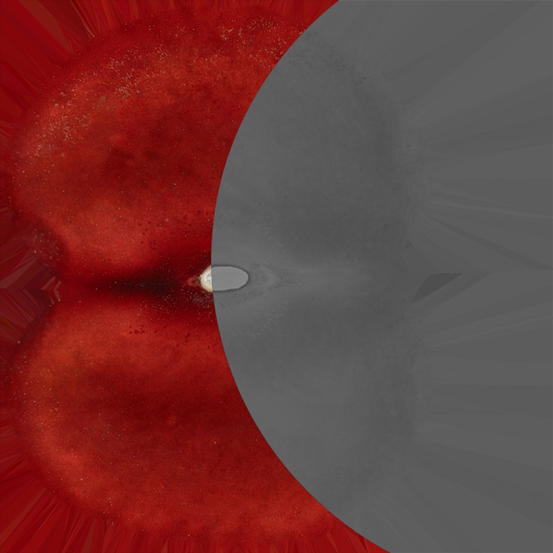 3D Red Kidney Bean 01 - Raw Scan model https://p.turbosquid.com/ts-thumb/1A/ifVEbK/Sp/redbean01_e0005/png/1764354438/1920x1080/fit_q87/b6702a3d9fbb84b70a782ade271ae00074ef59a2/redbean01_e0005.jpg