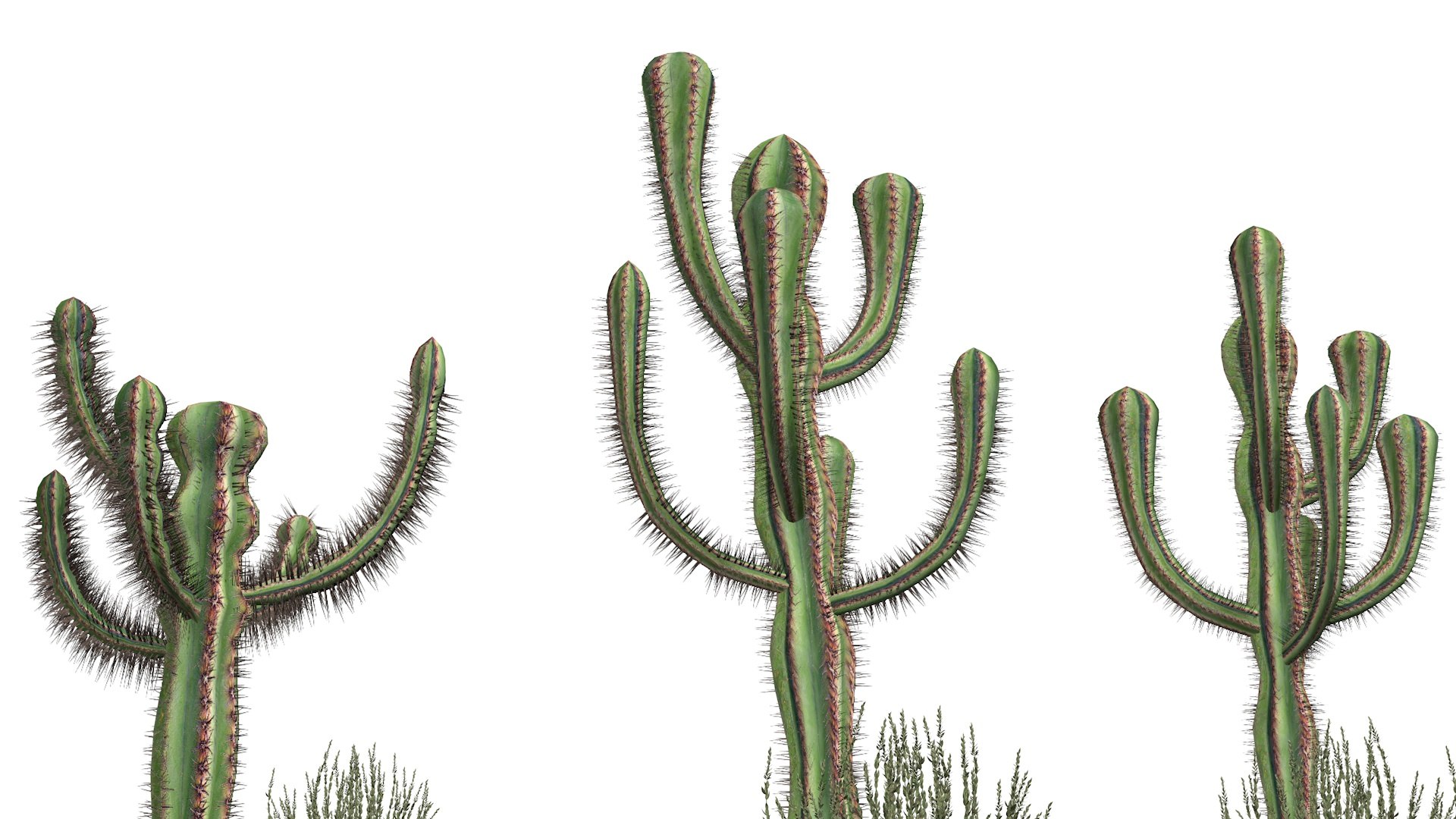 3 Mexican Cactus Low-poly 3D model https://p.turbosquid.com/ts-thumb/1A/o2FsVO/Tm/cactus9/jpg/1621364996/1920x1080/fit_q87/45421fd14720eeff8fa253047e0982da93277e55/cactus9.jpg