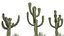 3 cacto mexicano Low-poly