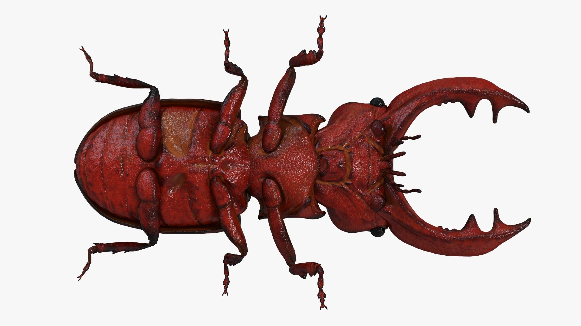 Stag Beetle Static 3D model https://p.turbosquid.com/ts-thumb/1A/rRw6S9/1M/stagbeetle_productimage6/jpg/1672672702/1920x1080/fit_q87/a9c7f10aba906d00fd34948d531d729566d83fb6/stagbeetle_productimage6.jpg