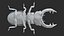 Stag Beetle Static