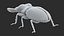 Stag Beetle Static
