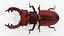 Stag Beetle Static