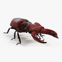 Stag Beetle Static