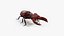 Stag Beetle Static