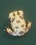 Cartoon Red-legged Frog 3D Model