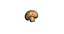 Champignon Mushroom