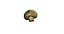 Champignon Mushroom