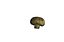 Champignon Mushroom