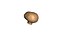 Champignon Mushroom