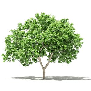 3D common fig tree 2