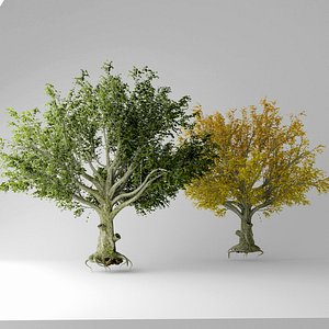 3D american beech tree