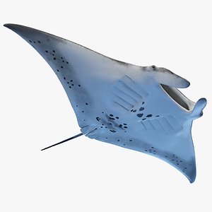 Manta Ray