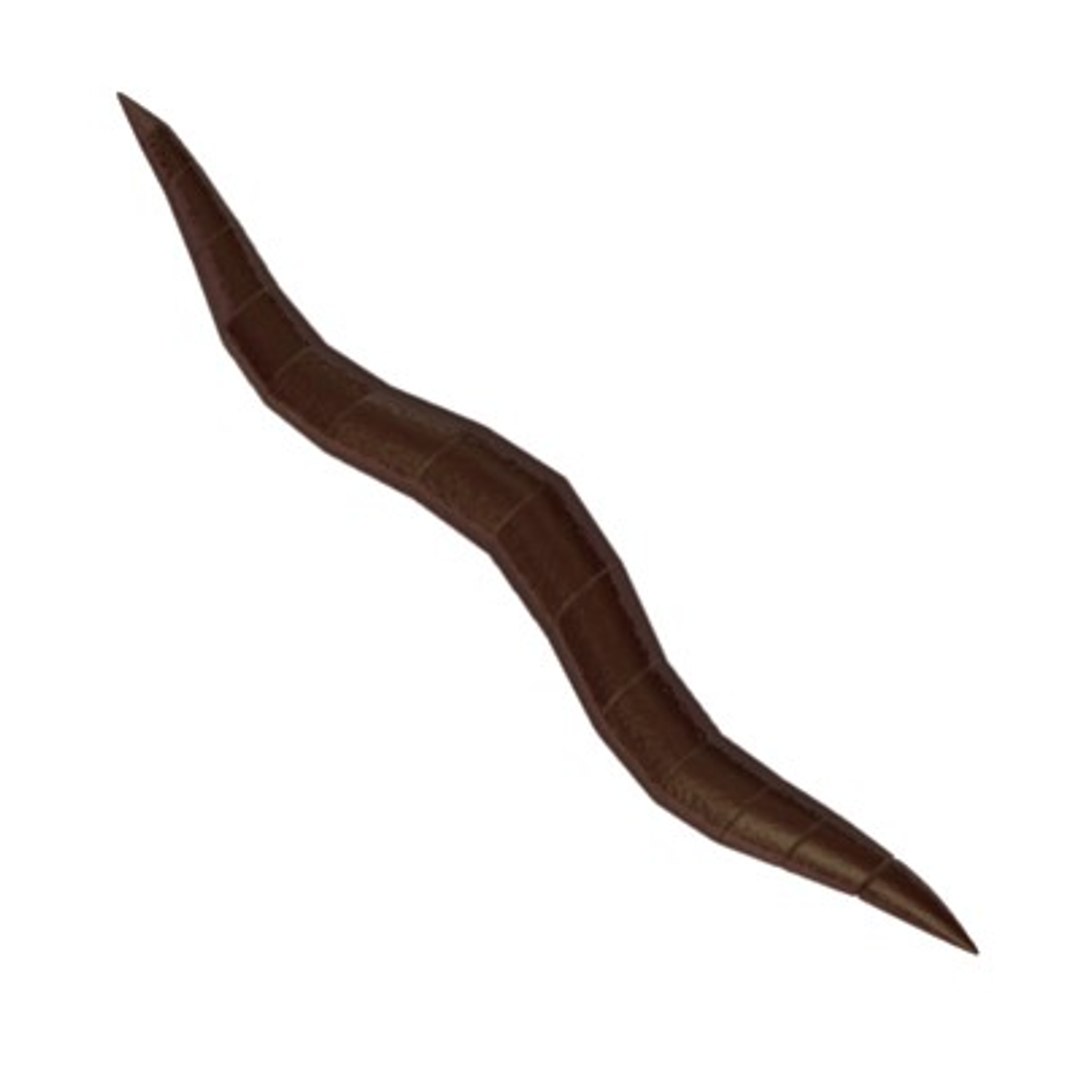 worm 3d model https://p.turbosquid.com/ts-thumb/1B/DErNpE/3EzhMo2C/worm2b/jpg/1282648920/1920x1080/fit_q87/03aa8914ebfe9ef045c7b4a99aa6584d7fc05292/worm2b.jpg