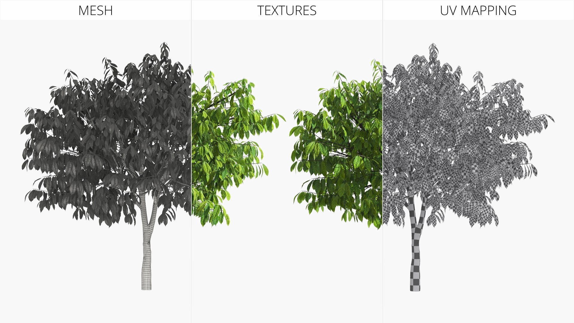 3D Theobroma Cacao Tree model https://p.turbosquid.com/ts-thumb/1B/LgpFin/Nw/theobroma_cacao_tree_010/jpg/1777894185/1920x1080/fit_q87/5204c5896f8d3125460a7f8c0bd6869341841467/theobroma_cacao_tree_010.jpg