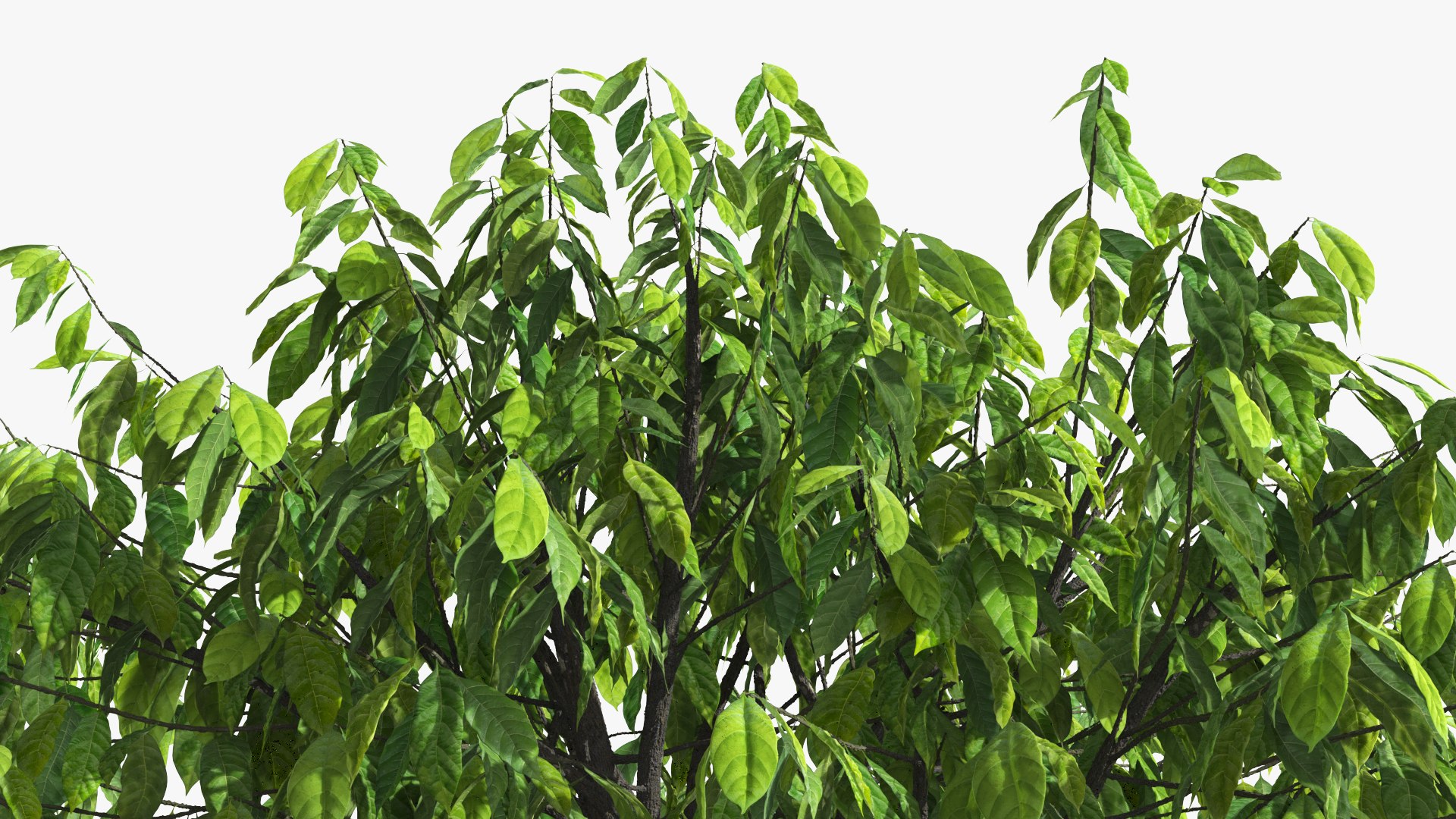 3D Theobroma Cacao Tree model https://p.turbosquid.com/ts-thumb/1B/LgpFin/SE/theobroma_cacao_tree_008/jpg/1777894179/1920x1080/fit_q87/25a5d13bd46eacb771c1a274a1f2173513c2b162/theobroma_cacao_tree_008.jpg