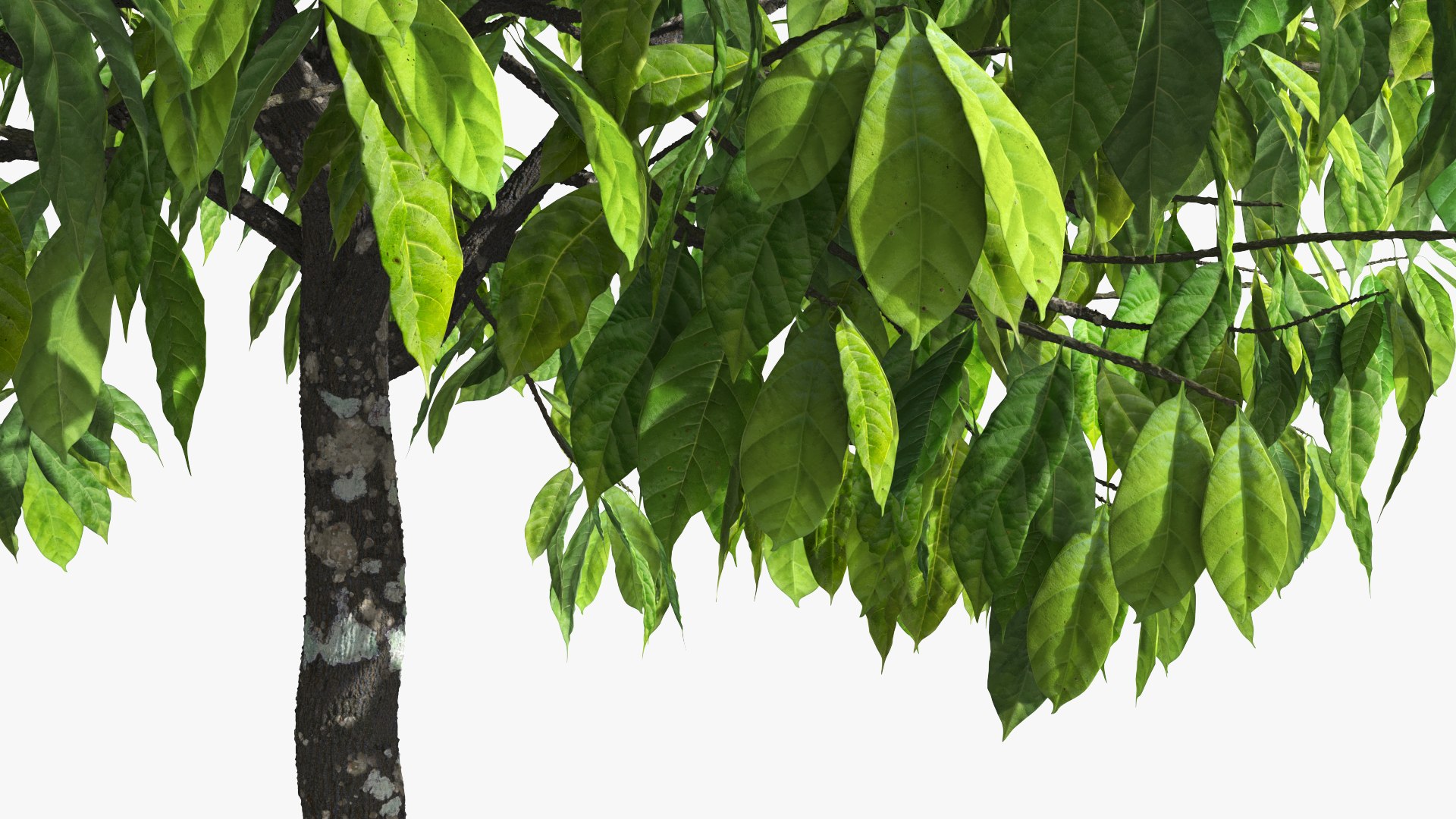3D Theobroma Cacao Tree model https://p.turbosquid.com/ts-thumb/1B/LgpFin/zX/theobroma_cacao_tree_007/jpg/1777894176/1920x1080/fit_q87/983042143c8ec80513105b12a4958b2ca481a074/theobroma_cacao_tree_007.jpg