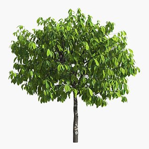 3D Theobroma Cacao Tree model