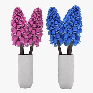 jacinto-uva flower 2